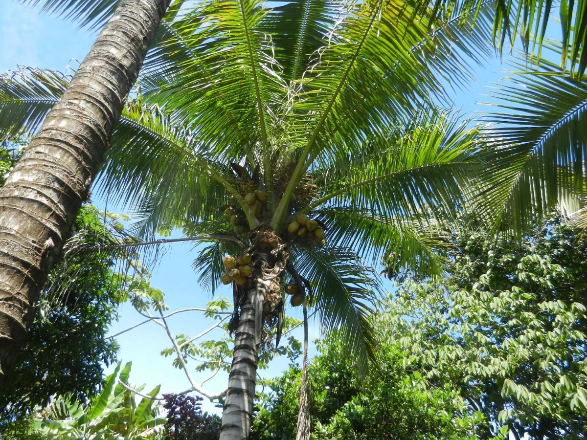 Treehouse Pilon Pavones Villa Pavones  Exterior photo